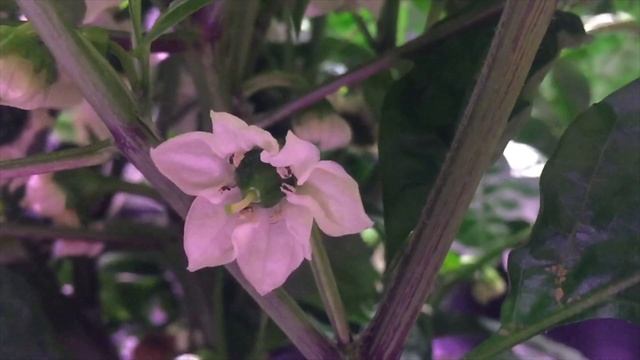 18. ГРОУМАМАРЕПОРТ «Острые Перцы на RDWC» День 77 смотреть онлайн