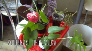Большая пересадка. Цветочные будни. Комнатные цветы.