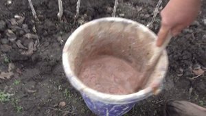 Защищаем молодые саженцы от зайцев.