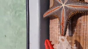 Морские звезды питаются морскими ежами, вы знали?