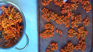 Сбор, обработка и сушка красной рябины ?