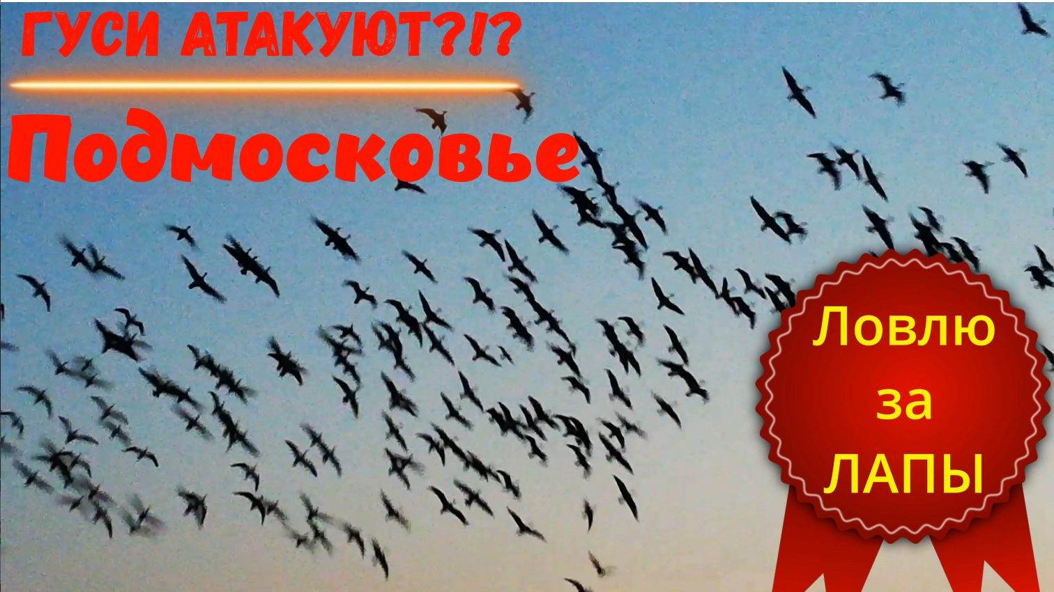 Разведка перед охотой на гуся в Московской области. Расстояние до гусей 10-15 метров.Шикарные налеты