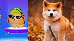 PK XD питомцы в игре и в реальной жизни! ПК ХД Любимые питомцы.Новое