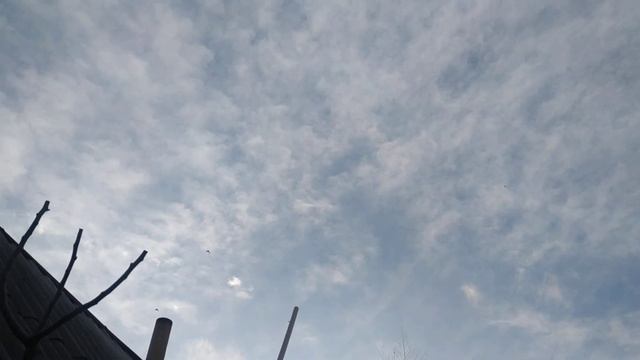 Утренний гон азиатов 03:02:2023 #голуби #лет #бой #азиатские смотреть онлайн