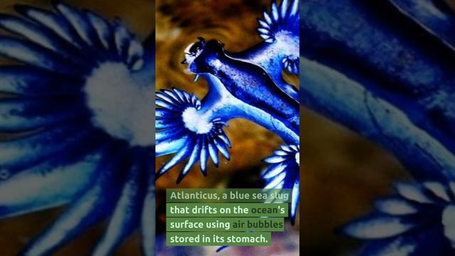 🌊🐌 Glaucus Atlanticus: The Floating Enigma of the Ocean 🌀💙