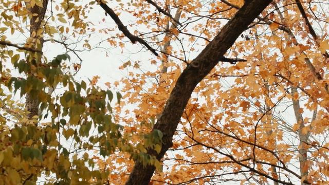 Le Cose Che Sei Per Me (Katherine Jenkins) - duet cover by Tim Lewis and Marina Artemieva смотреть онлайн