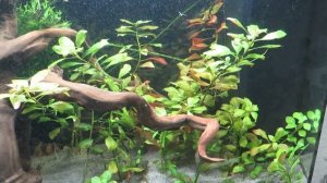 АКВА 180/Людвигия сбрасывает листья