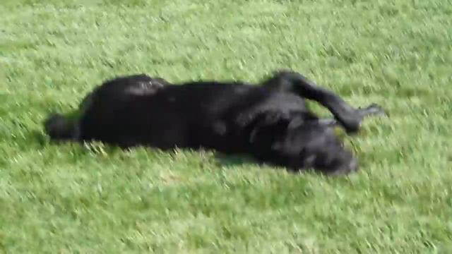 Купание черного коня или чтобы жабры не сохли смотреть онлайн