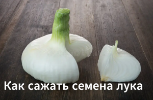 Как сажать семена(чернушку) лука.