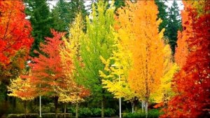 Осенний светофор (фрагмент)