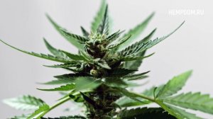 Техническая конопля, производство технической конопли конопляный дом, строительство домов из костры.