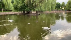 Я піду в далекі гори - Квітка Цісик. 🥰