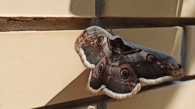 ГИГАНТСКИЙ РУССКИЙ МОТЫЛЁК