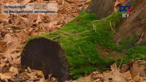 Красоты Черноземья Воронежский государственный заповедник