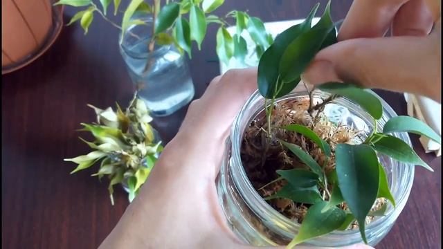 � Почему гниют черенки фикуса � смотреть онлайн