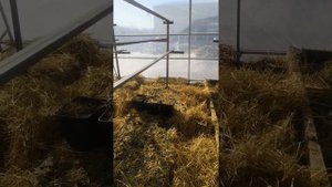 Малообъемная технология выращивания клубники в теплице (видео 3)