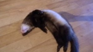 Хорек (фретка) Орлуша спит как убитый/Ferret Orlusha, sound asleep