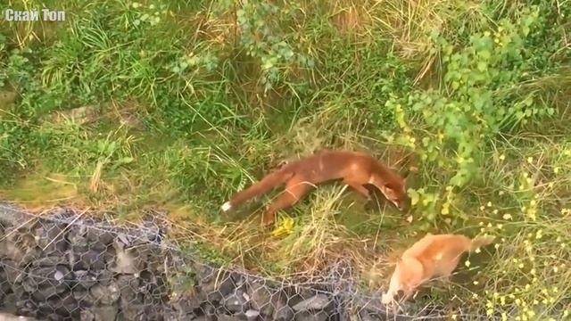 Когда КОШКИ почуяли силу! Кошки против Лис, Тюленей, Енотов, Медведей, Собак...