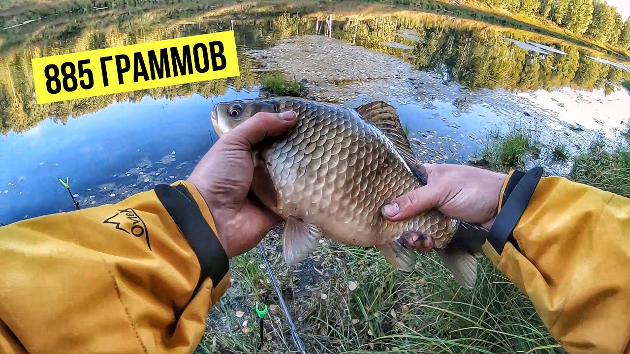 Как поймать отборного сибирского карася. Рыбалка на матчевую снасть | Удачный улов