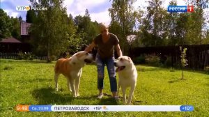 ПИТОМНИК "ДОГ ВИЛ'Л ПРАЙД" Москва. АЛАБАЙ/САО/СРЕДНЕАЗИАТСКАЯ ОВЧАРКА. ДОСТАВКА ЩЕНКОВ ПО ВСЕМУ МИР