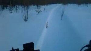 Динго 125 какая скорость в лесу ???