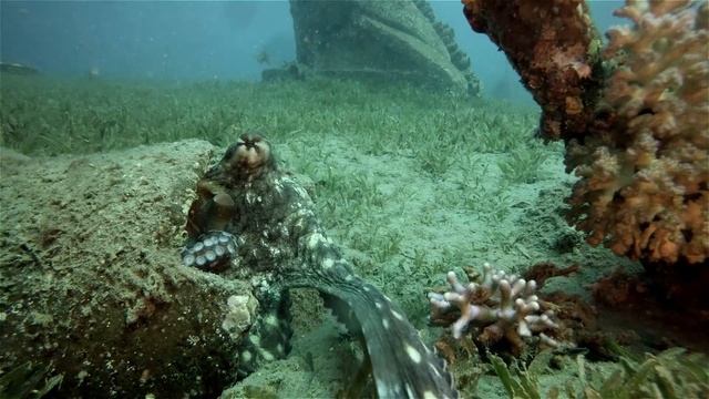 Осьминог забирает камеру у дайвера - The octopus takes the camera from the diver смотреть онлайн