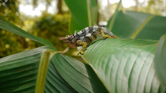 Лекция: "Распространяй Салям" смотреть онлайн