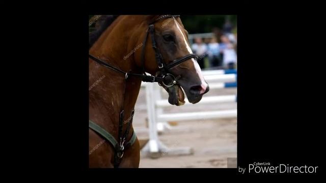Лошади седло и трензель часть 1. смотреть онлайн