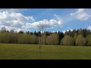 Моё Хозяйство/Весенний Выпас/Детёныши/Звери Едят Траву/Козлы И Стадо#goat#goats#farmer