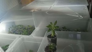 Почему черенки гортензии тормозят в развитии? Что теперь делать?