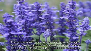 Шалфей трава: описание, свойства и применение