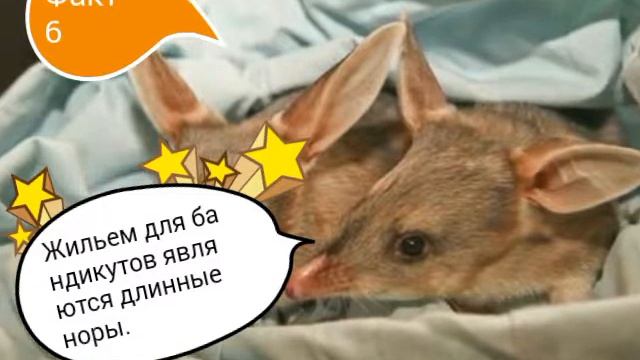 12 фактов о кроличьих бандикутах смотреть онлайн