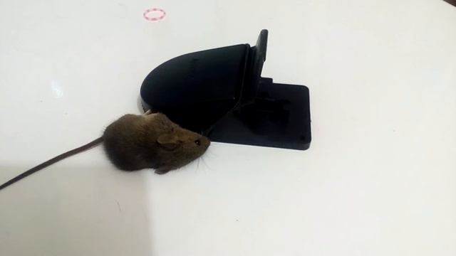 Мышь попала в мышеловку . смотреть онлайн