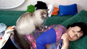 кошка делает массаж