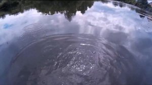 Голавль. Разрушенный мост. Ультралайт. Jackall Chubby 38 SR