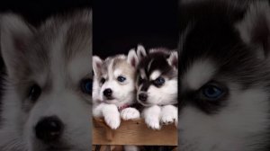 Песня дикая львица!