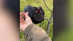 Александр Чугайнов о спасении ворона Гоши, уходе за ним и  TikTok