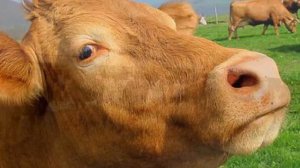 Разведение и выращивание крупного рогатого скота как бизнес идея