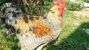 Как выбрать петуха БИЛЕФЕЛЬДЕР на племя