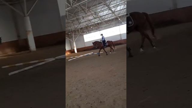 мы хотели быть птицами...  вызов-принят конная версия