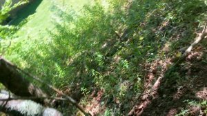 Сбор Грибов в горах.Американские грибы 2 день сбора