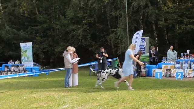 МОНОПОРОДНАЯ ВЫСТАВКА НЕМЕЦКИЙ ДОГ (КЧК)| 29 августа 2021г.| судья Никитина Л.В. (Россия) смотреть онлайн