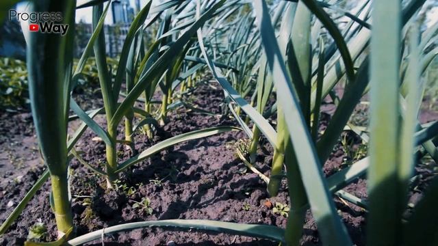 СМЕШИВАЮ 2 УДОБРЕНИЯ ДЛЯ ЛУКА И ЧЕСНОКА В ИЮЛЕ! Головки растут с 2 кулака! Последняя подкормка. смотреть онлайн