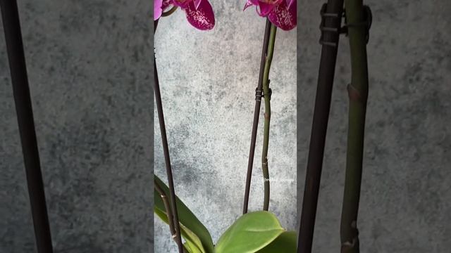 Phal. Sally 1 бабочка ? Шикарный крупноцветковый фаленопсис Сэлли #orchids #орхидеи