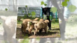 щенки Леонбергера продажа