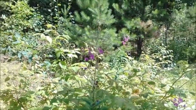 VLOG. Лес, в конце июня, после дождика) смотреть онлайн