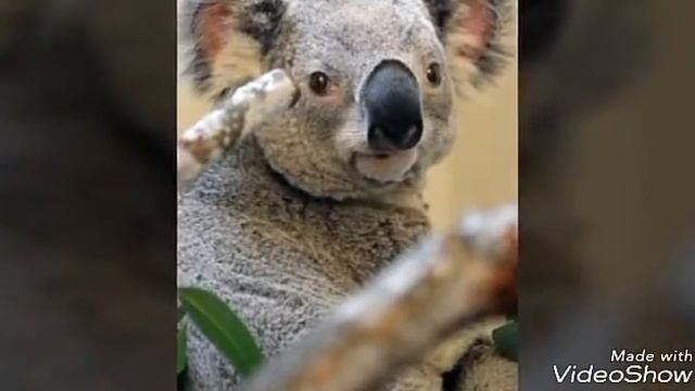 Топ 10 самых милых зверей смотреть онлайн