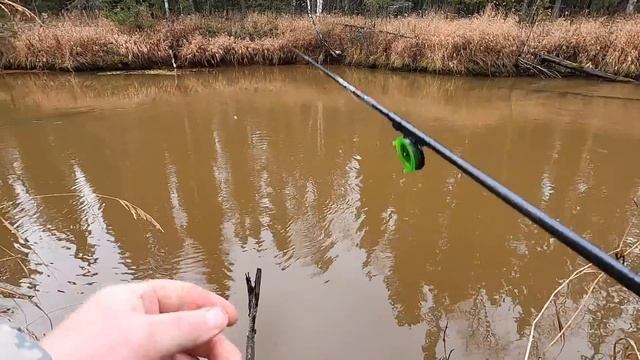 ХОТЕЛИ МОХТИКА ПОЛОВИТЬ А ПОПАЛИ НА КАБАНОВ ПОЛОСАТЫХ С ЖИРНЫМИ СОРОГАМИ, ПЛЮС НАСТОЯЩИЙ ГЛУХАРЬ! смотреть онлайн