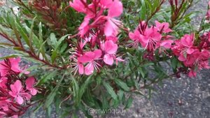 Gaura Lindheimeri 'whiskers deep rose'