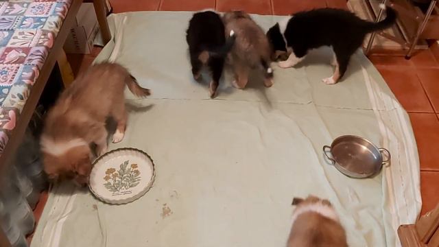 Щенки колли Алисы 08 смотреть онлайн